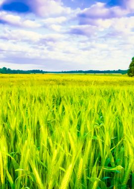 Sunset Over Cereal Field I