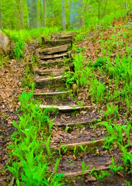 Staiway In Forest