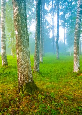 Fog In The Forest