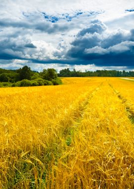 Cereal Field Against Dark