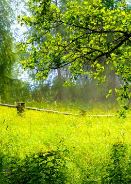 Countryside Forest Scene