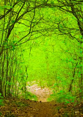 Spring Forest In The Nethe