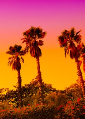 Palm Trees At Sunset