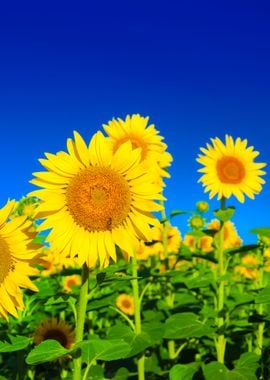 Sunflowers At The Field In