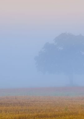 Lonely Tree In The Field I