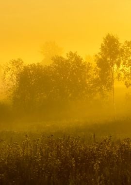 Rural Field Covered With M