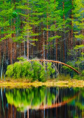 Pine Forest And A Lake