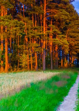 Sandy Road Near Forest