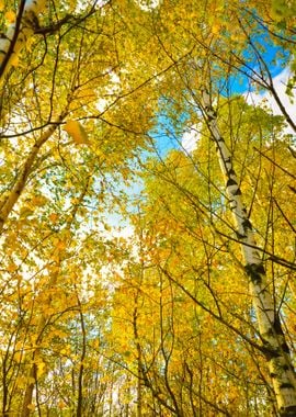 Autumn Landscape Birch Tre