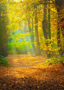 Autumn Forest Nachtegalenp