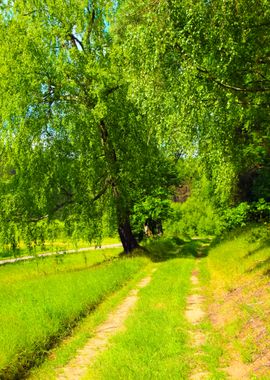 Path In The Green Forest