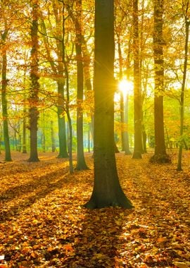 Autumn Forest Nachtegalenp