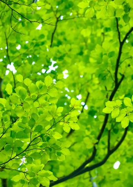 Spring Forest In The Nethe