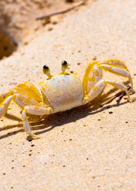 Tropical Crab