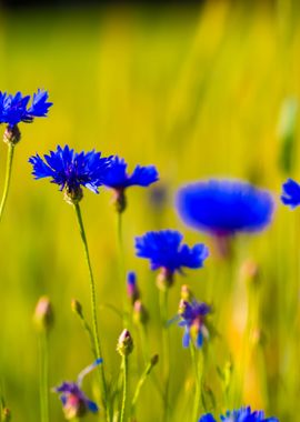 Cornflowers Growing On Fie