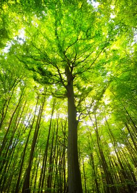 A Beech Tree Forest In Ger