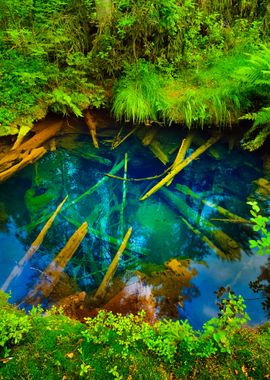 Forest Spring At The Begin