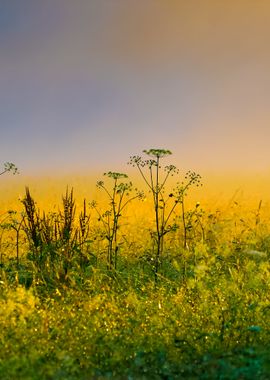 Grass On The Field In Fog