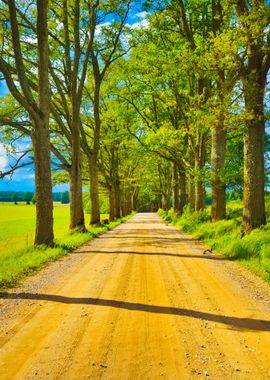 Old Road Through The Beaut