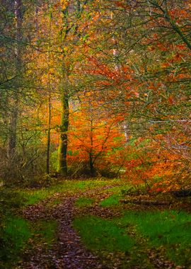 Autumn Forest In The Nethe