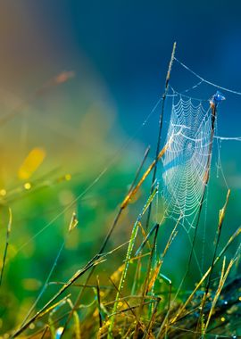 Beautiful Spider Web With