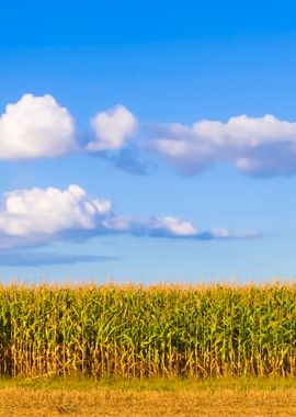 American Farmland With Blu