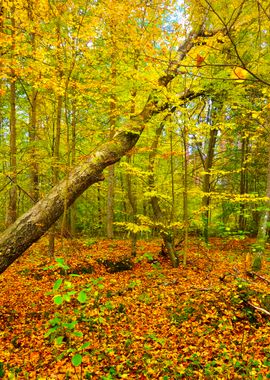 Autumn Forest Landscape