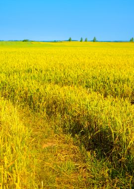 Agriculture View Wheat Fie