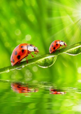 Ladybugs artwork