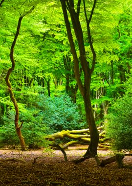 Spring Forest In The Nethe