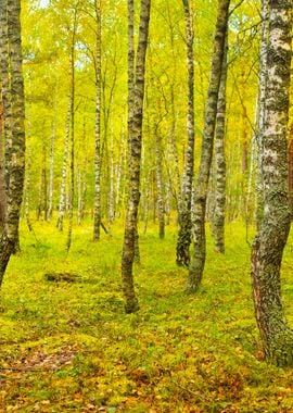 Birch Tree Forest In Latvi