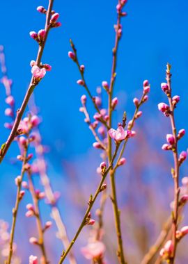 Blooming Tree Branches Wit