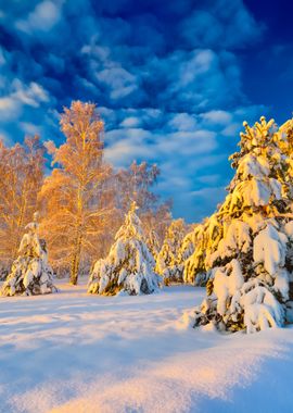 Snow Covered Winter Forest