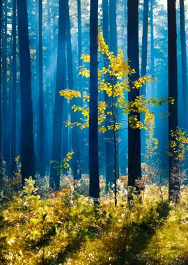 Colorful Lonely Tree In Th