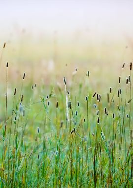 Grass In The Morning Fog A