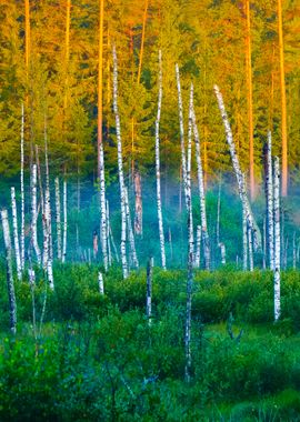 Swamp With Birch Trees In