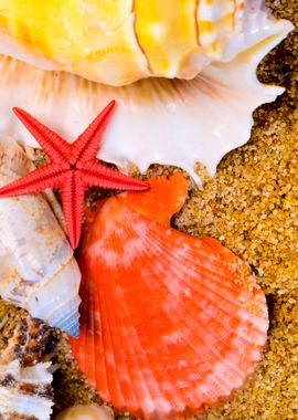 Sea Star And Shells On The