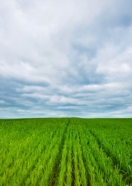 Fields In The Coutryside G