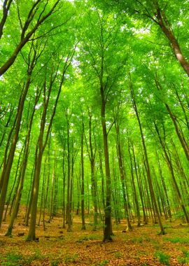 A Beech Tree Forest In Ger