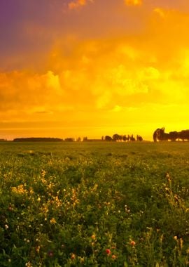 Trees And Sunset On Field