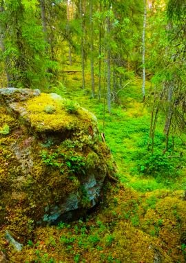 Forest On Granite Rocks An