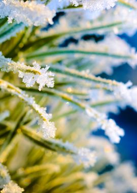 Pine Tree Covered With Hoa