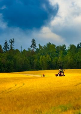 Road And Cereal Field Agai