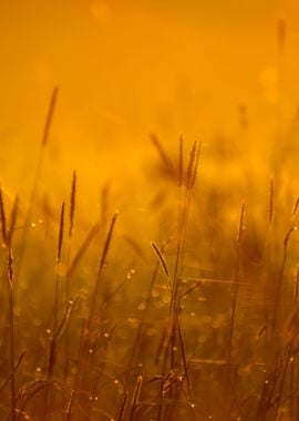 Grass In The Morning Fog A