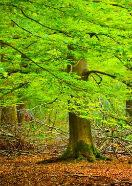 Spring Forest In The Nethe