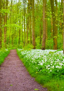 A Road In The Forest And T