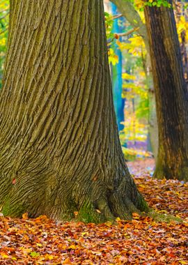 Autumn Forest Nachtegalenp