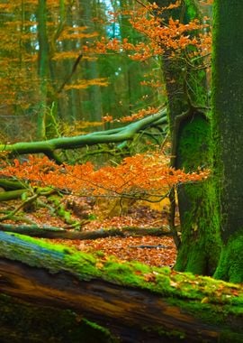 Autumn Forest In The Nethe