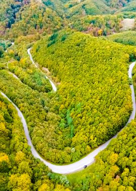 Curvy Road In Green Forest