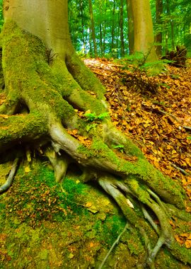 A Beech Tree Forest In Ger